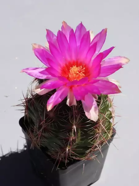 Scaled image p45.webp 