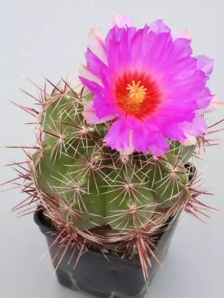 Scaled image p46.webp 