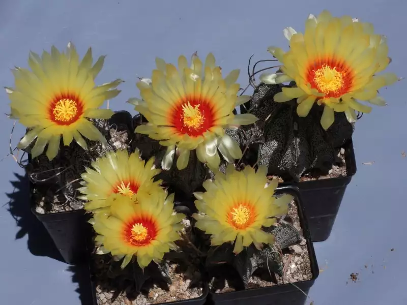 Scaled image p47.webp 