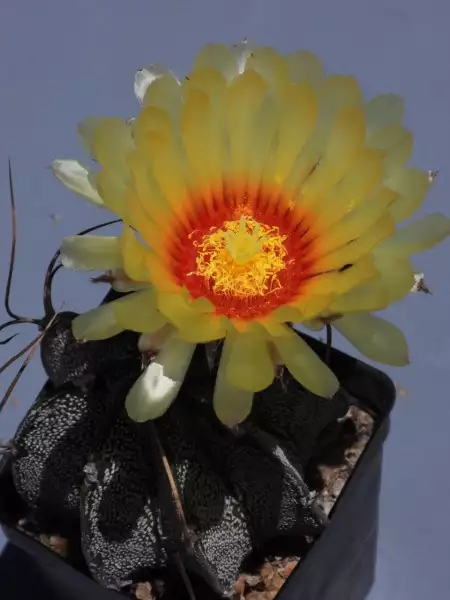 Scaled image p48.webp 