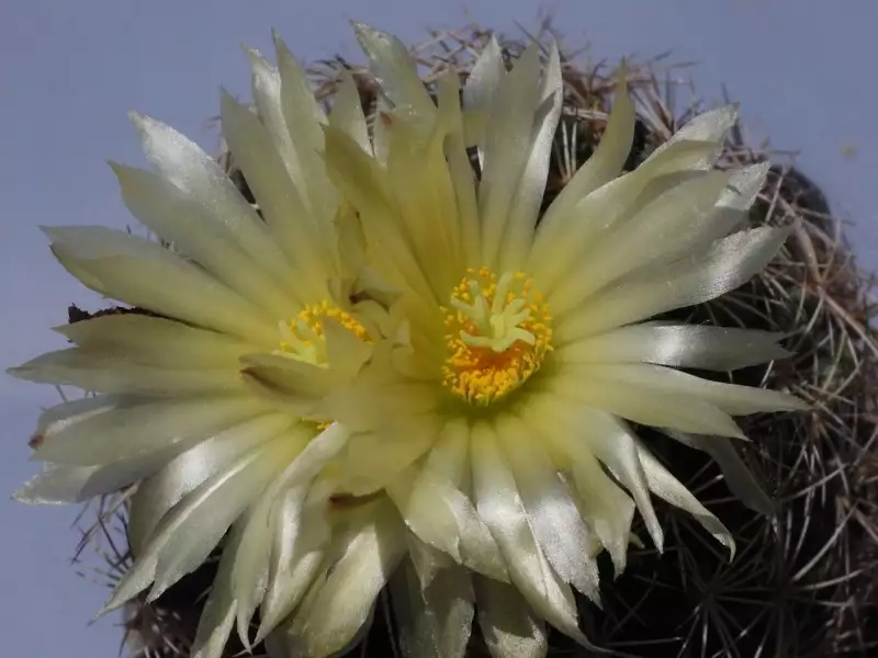 Scaled image p49.webp 