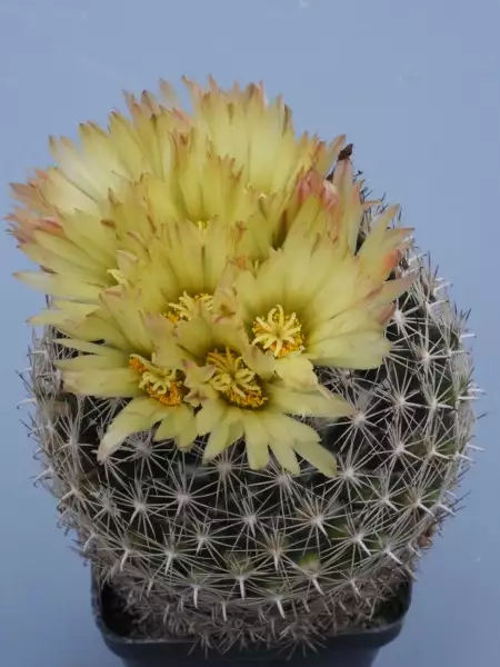 Scaled image p50.webp 