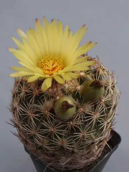 Scaled image p52.webp 