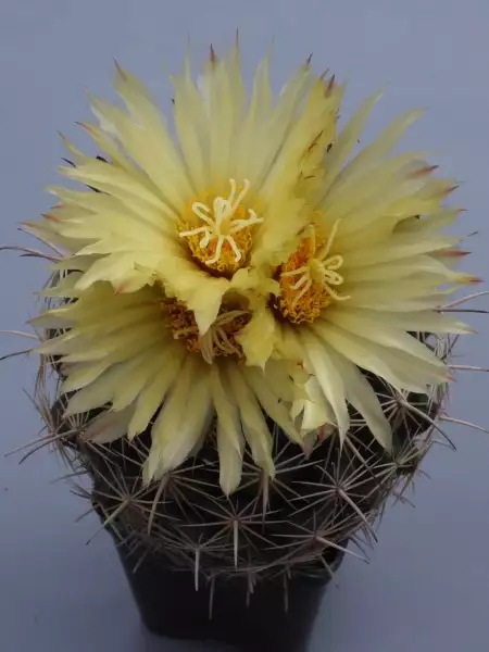 Scaled image p53.webp 