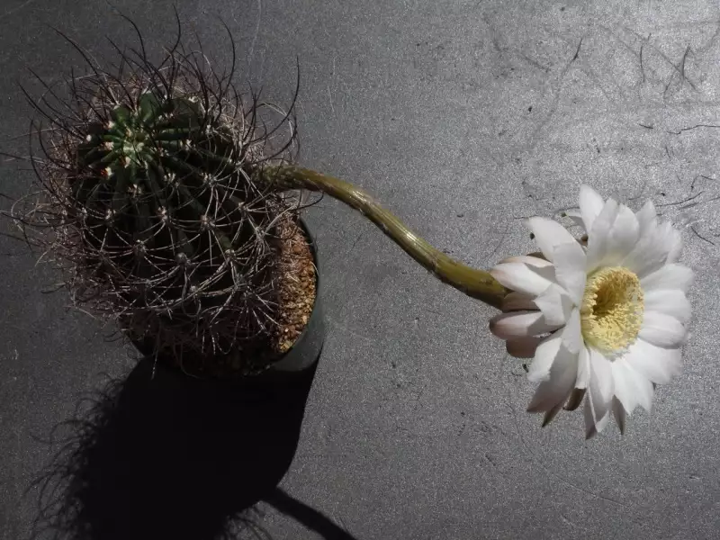 Scaled image p55.webp 