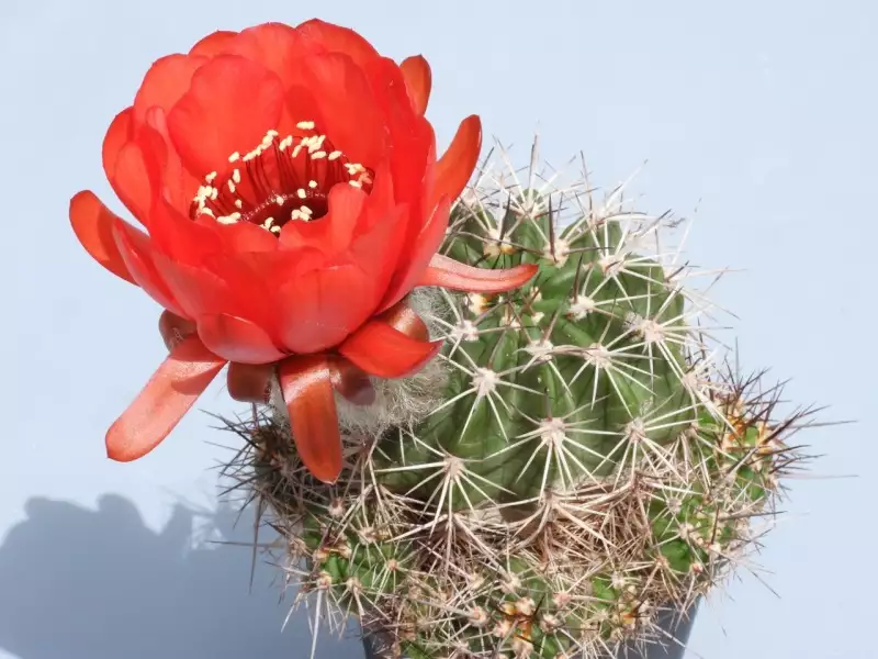 Scaled image p58.webp 