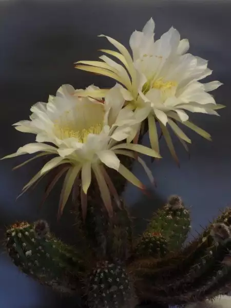 Scaled image p59.webp 