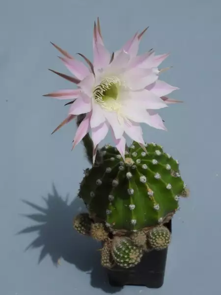 Scaled image p60.webp 