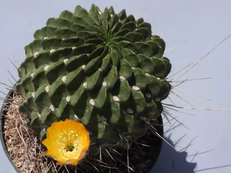 Scaled image p61.webp 