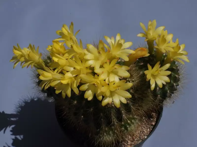 Scaled image p62.webp 