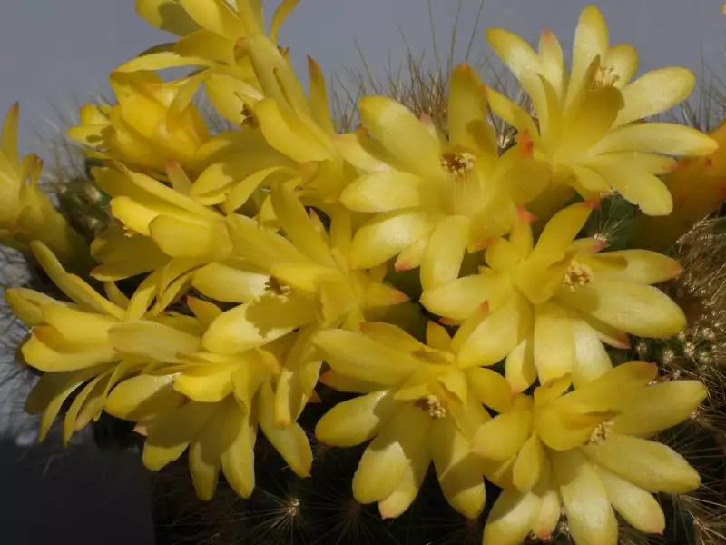 Scaled image p63.webp 