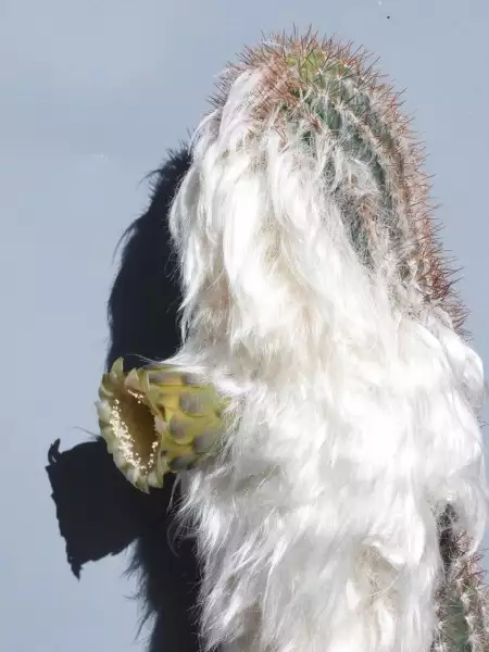 Scaled image p65.webp 