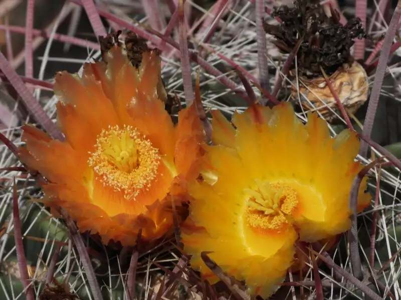 Scaled image p66.webp 