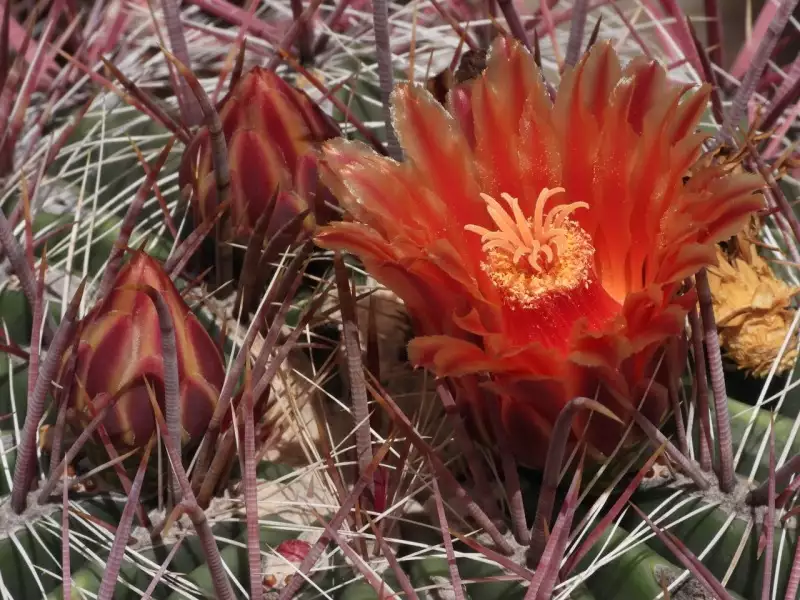 Scaled image p67.webp 