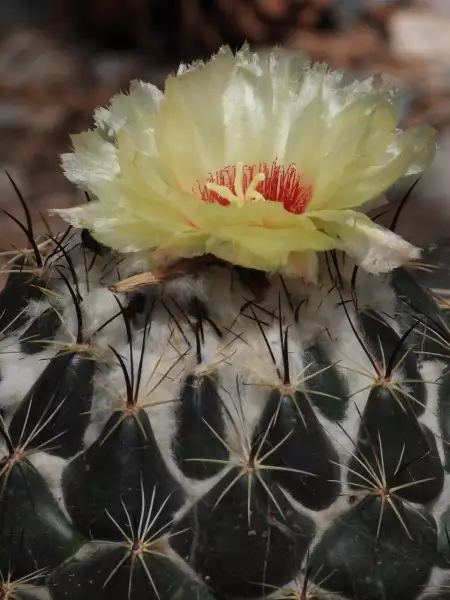 Scaled image p68.webp 