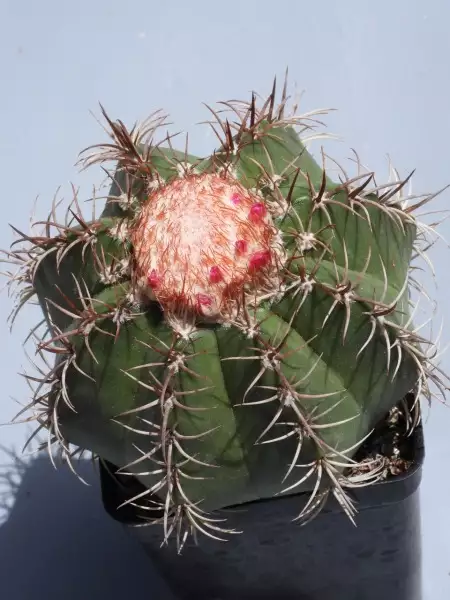 Scaled image p69.webp 