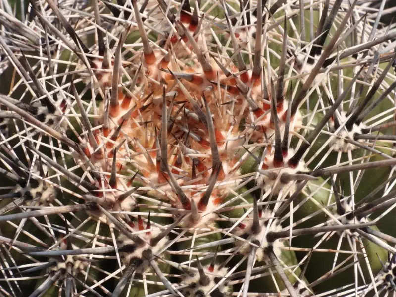 Scaled image p70.webp 