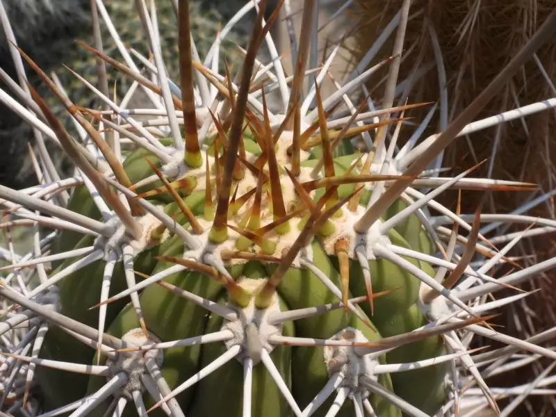 Scaled image p71.webp 