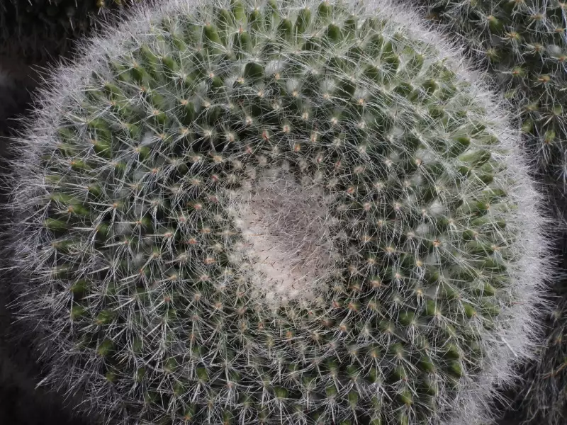 Scaled image p72.webp 