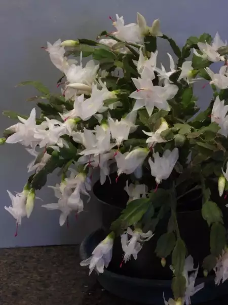 Scaled image p01.webp 