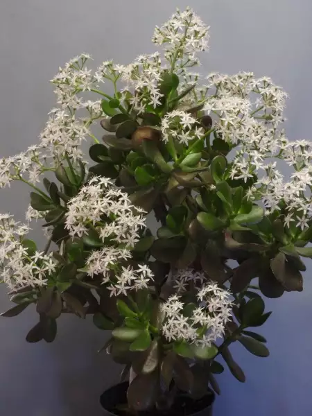 Scaled image p02.webp 