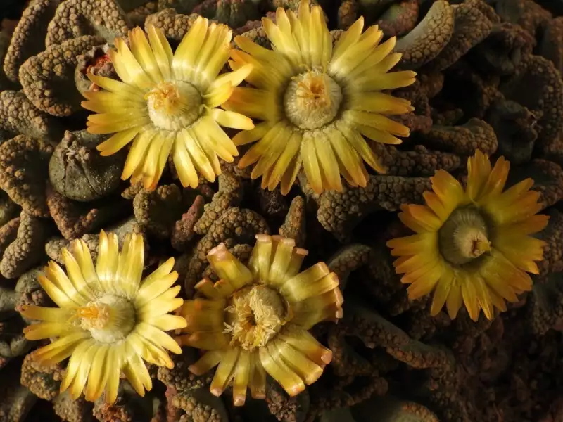 Scaled image p03.webp 