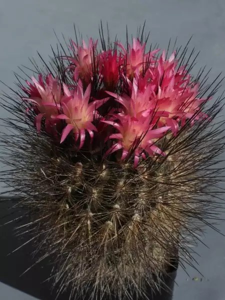 Scaled image p04.webp 