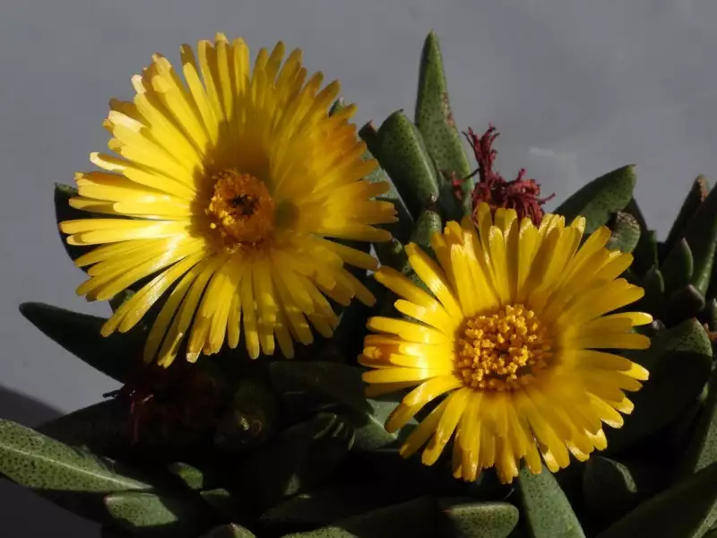 Scaled image p05.webp 