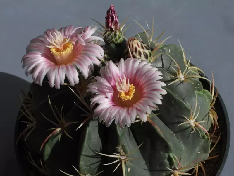 Scaled image p06.webp 