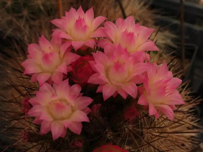 Scaled image p07.webp 