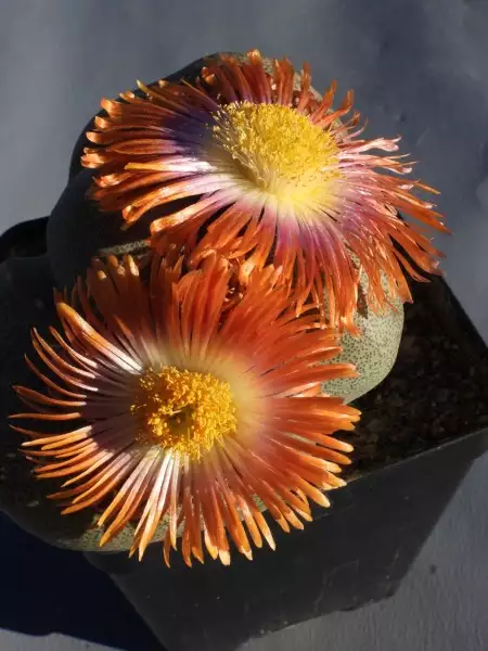 Scaled image p08.webp 