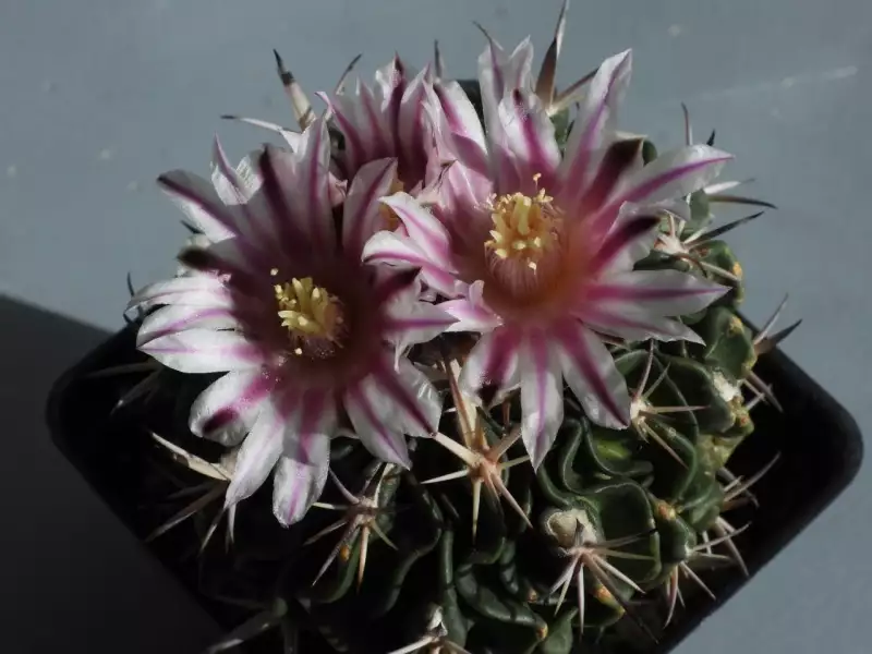 Scaled image p10.webp 