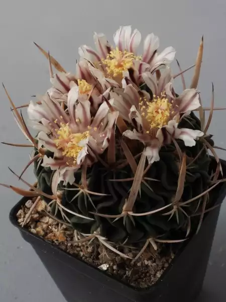 Scaled image p11.webp 