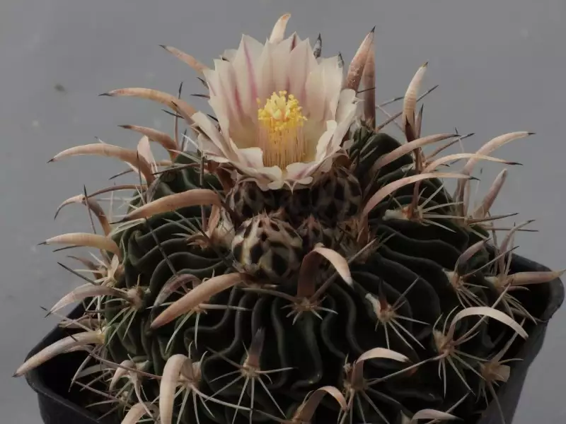 Scaled image p12.webp 