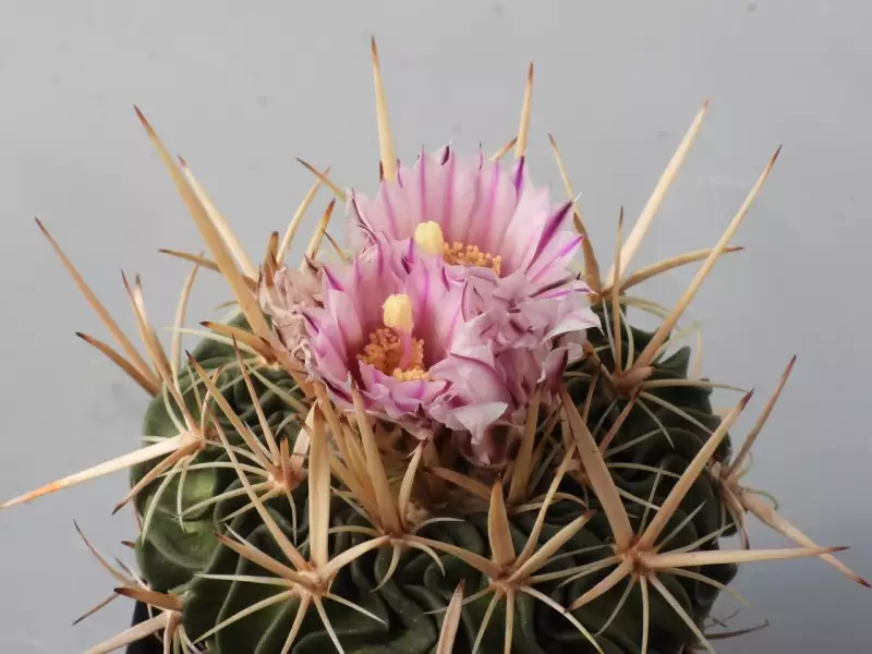 Scaled image p13.webp 