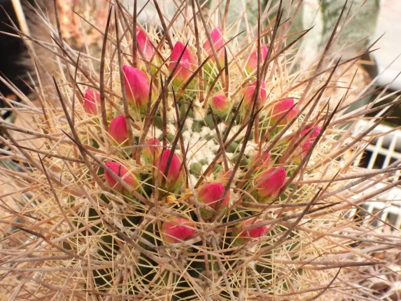 Scaled image p14.webp 