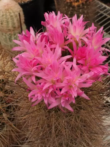 Scaled image p15.webp 