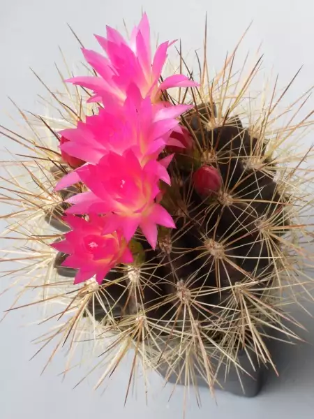 Scaled image p16.webp 