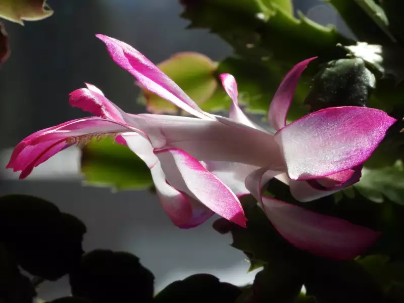 Scaled image p17.webp 