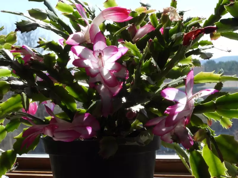 Scaled image p18.webp 