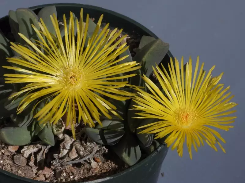 Scaled image p20.webp 