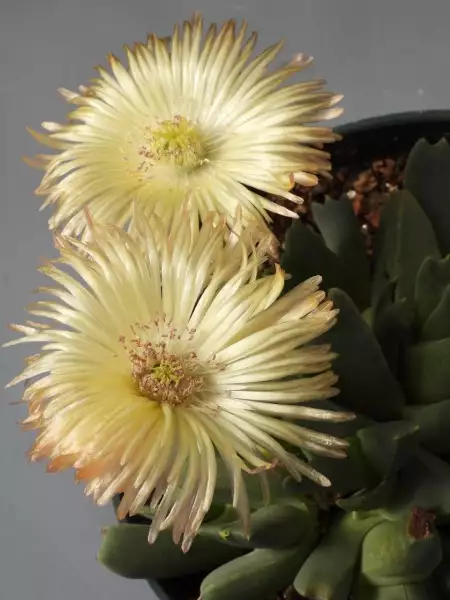 Scaled image p21.webp 