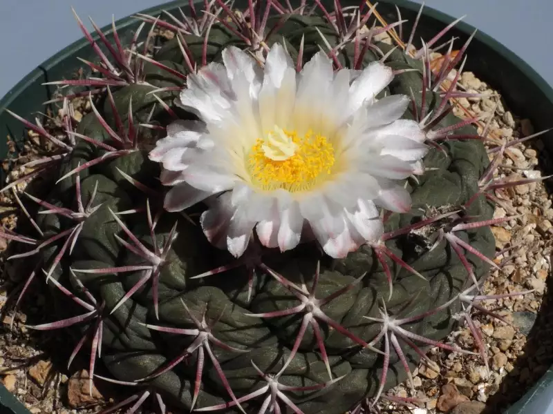 Scaled image p22.webp 