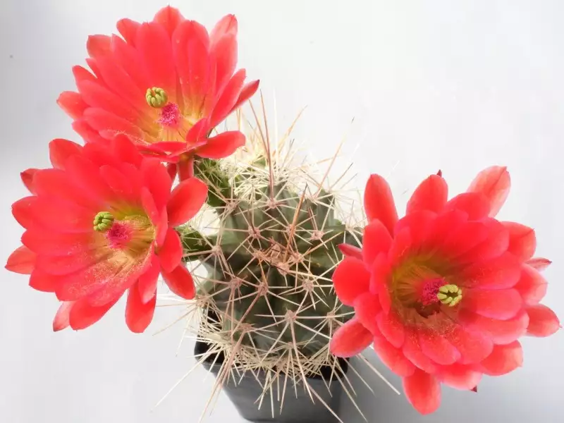 Scaled image p23.webp 