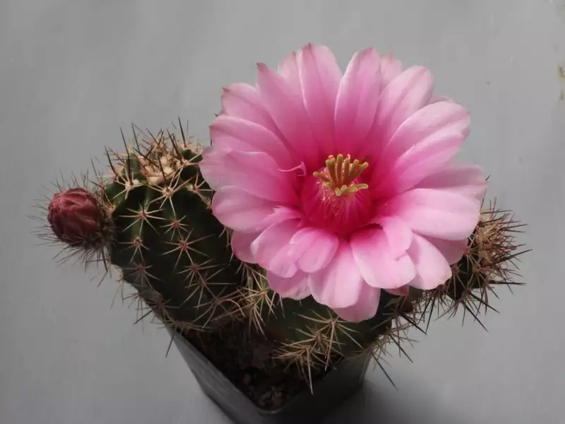 Scaled image p24.webp 