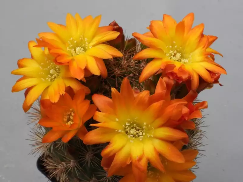 Scaled image p25.webp 