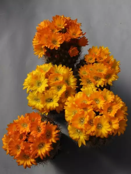 Scaled image p26.webp 