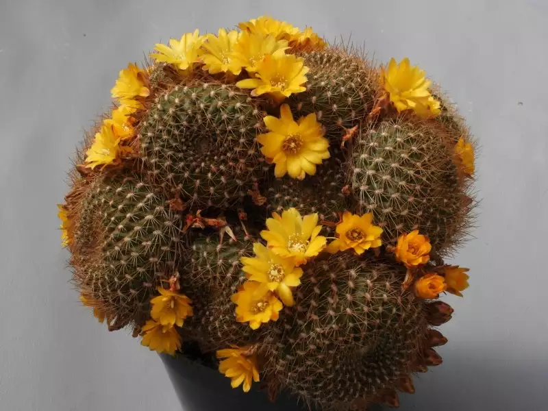 Scaled image p27.webp 