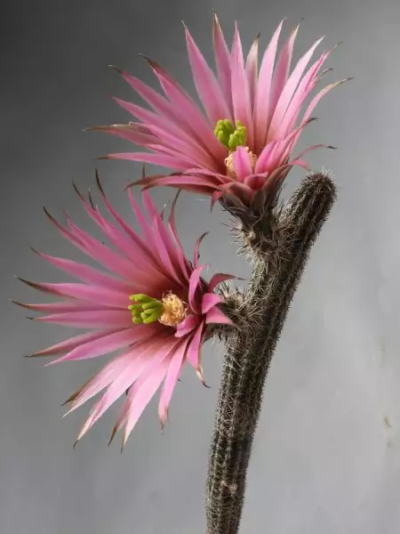 Scaled image p29.webp 