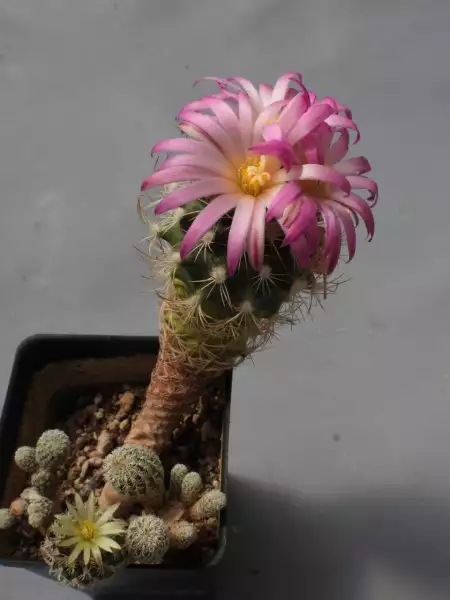 Scaled image p30.webp 